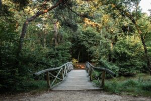 gaasterland, forest, park, bridge, trees, landscape, nature, outdoors, forests, sunset, outdoor, tree, scenic