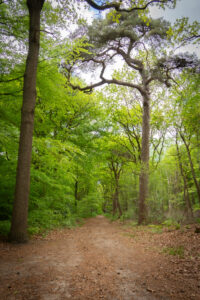 Slingerend wandelpad door de oude eiken- en beukenbossen van Gaasterland Friesland, onderdeel van het wandelnetwerk rondom vakantiehuis De Kwikstaart