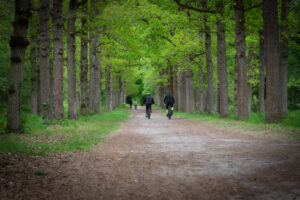 Fietsers op een indrukwekkende eikenlaan in de bossen van Gaasterland Friesland, een van de mooiste fietsroutes vanuit vakantiehuis De Kwikstaart in Oudemirdum