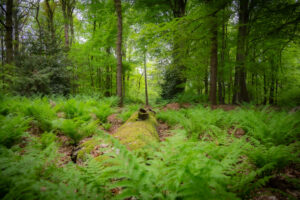 Omgevallen boom bedekt met mos en varens in de natuurlijke bossen van Gaasterland Friesland, onderdeel van het 175 hectare grote bosgebied rondom vakantiehuis De Kwikstaart