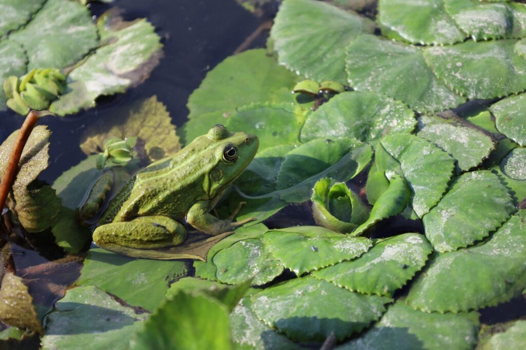 Close-up of a green frog sitting on water lily leaves in a pond, showcasing natural wildlife beauty.