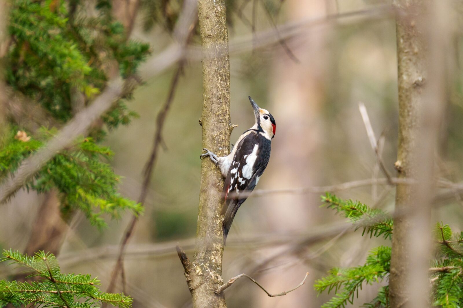 A great spotted woodpecker perched on a tree in a lush green forest.