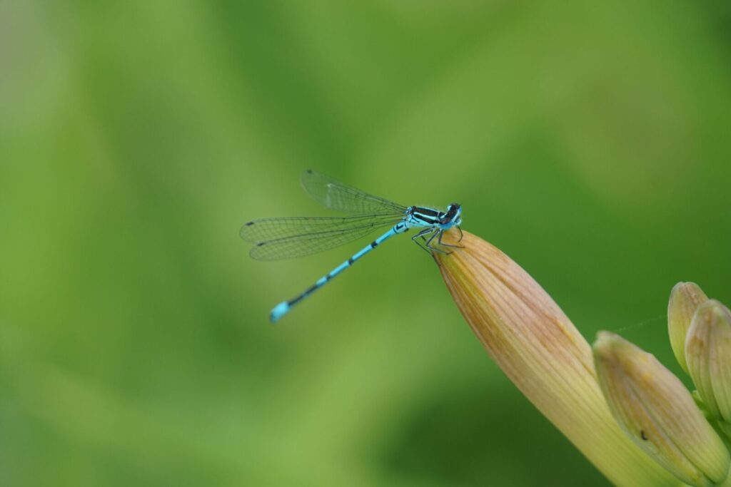 Macro shot of a vibrant blue damselfly perched on a plant bud.